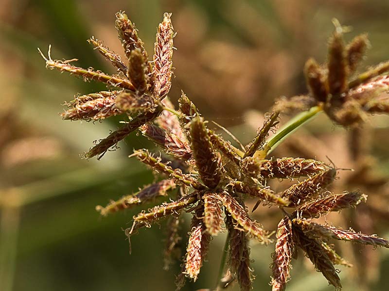 Inflorescencia de la juncia (Cyperus rotundus)