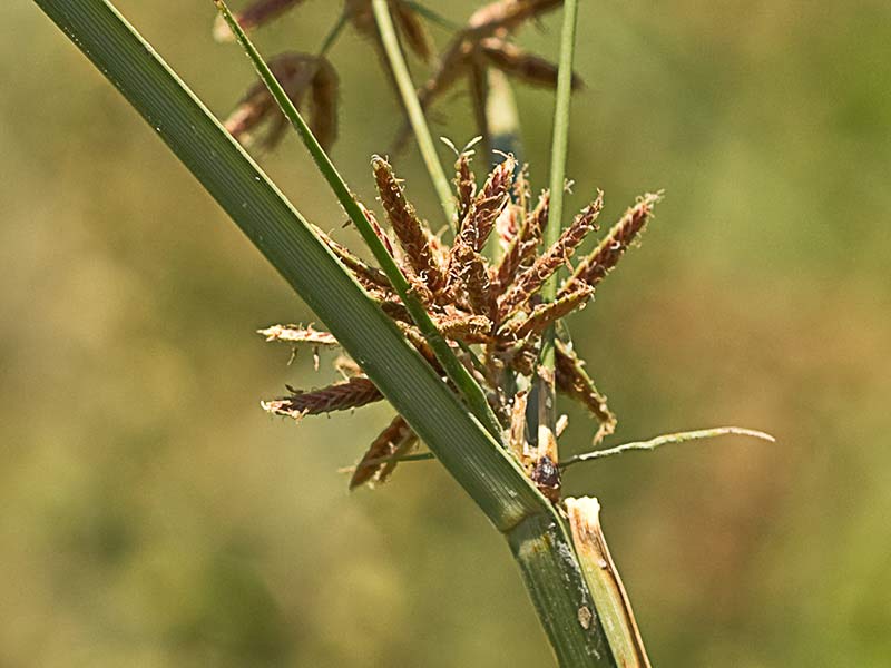 Inflorescencia de la juncia (Cyperus rotundus)
