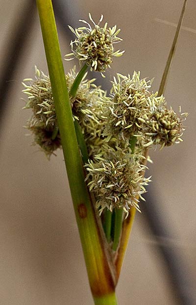 Inflorescencias del Junco (Juncus acutus)