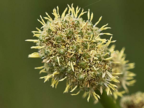 Inflorescencias del Junco (Juncus acutus)