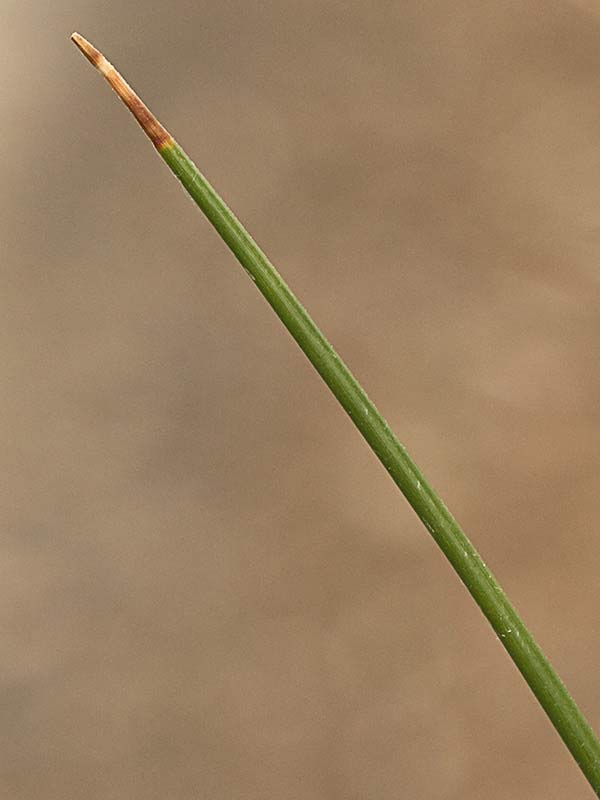 Junco (Juncus acutus)