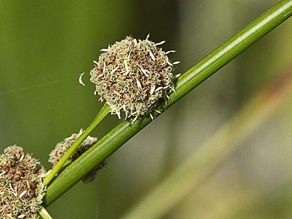 Inflorescencias del Junco (Juncus acutus)