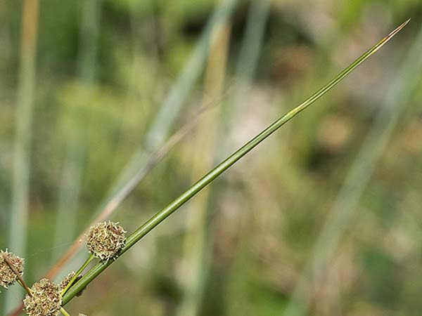 Junco (Juncus acutus)