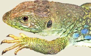 Cabeza de lagarto