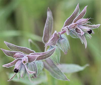 Lanuda blanca (Nonea vesicaria)