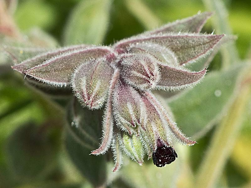 Lanuda blanca (Nonea vesicaria)
