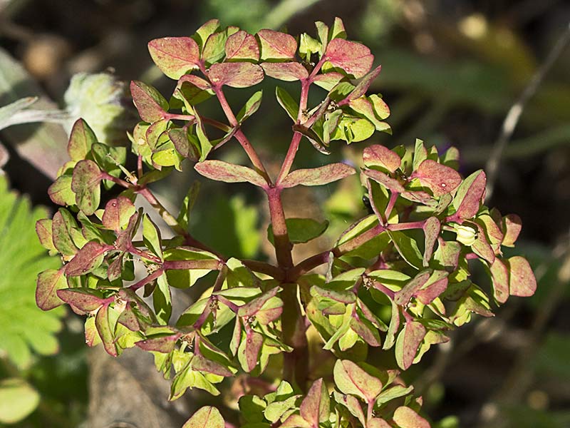 Lecherina (Euphorbia peplus)