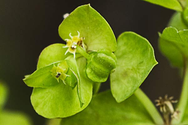 Lecherina (Euphorbia peplus)