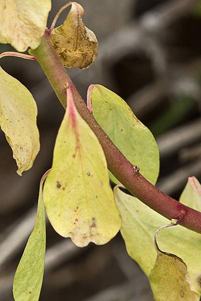 Lecherina (Euphorbia peplus)