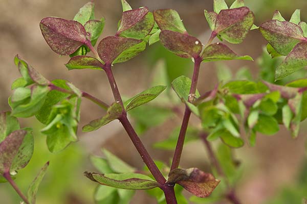 Lecherina (Euphorbia peplus)