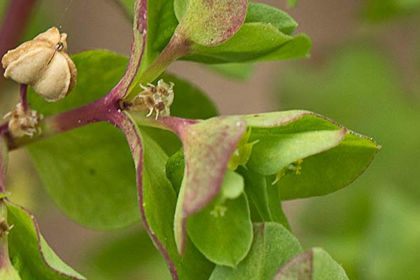 Lecherina (Euphorbia peplus)