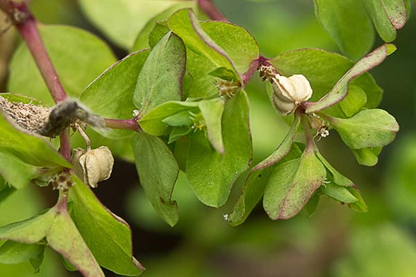 Lecherina (Euphorbia peplus)