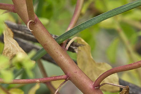 Lecherina (Euphorbia peplus)