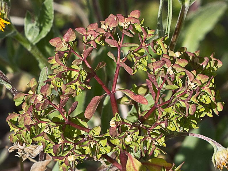 Lecherina (Euphorbia peplus)