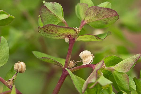 Lecherina (Euphorbia peplus)