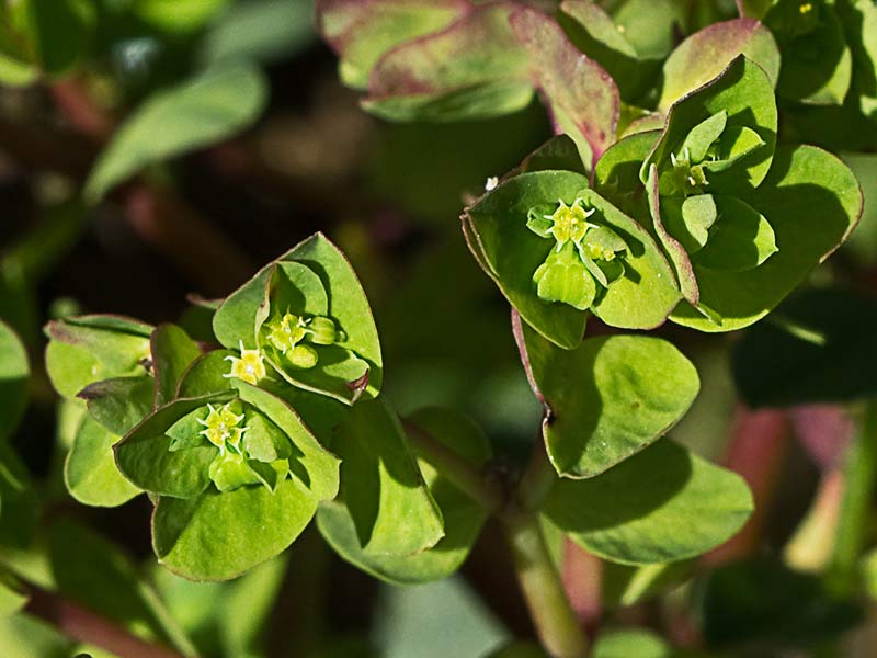 Lecherina (Euphorbia peplus)