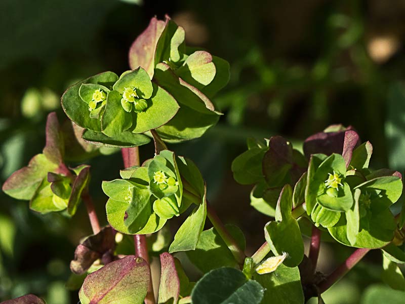 Lecherina (Euphorbia peplus)