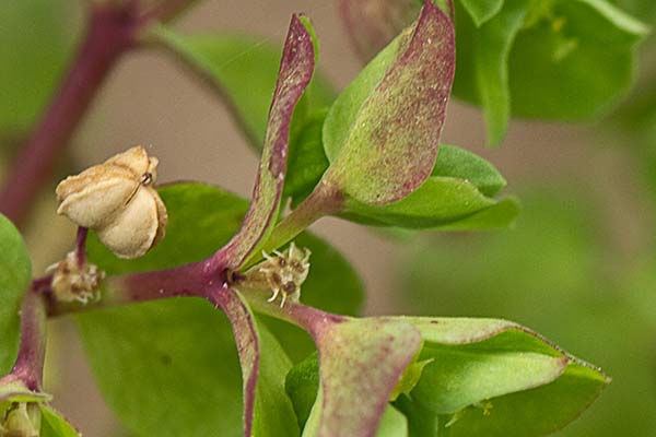 Lecherina (Euphorbia peplus)