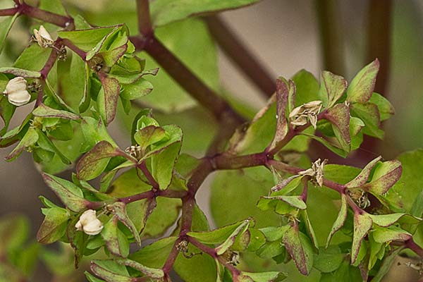 Lecherina (Euphorbia peplus)