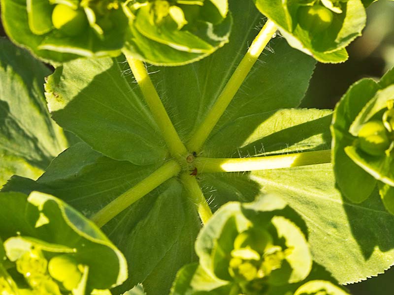 Lecherula (Euphorbia helioscopia)