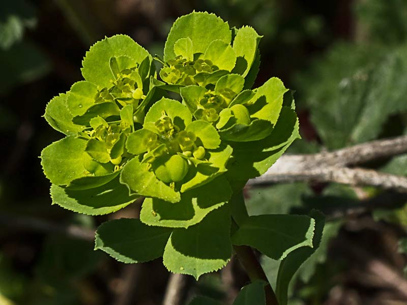 Lechetrezna girasol (Euphorbia helioscopia)
