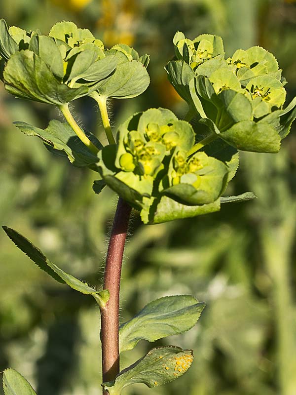 Rama de la lecherula (Euphorbia helioscopia)