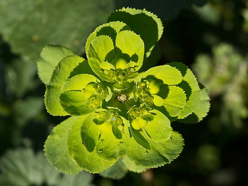 Lecherula, tornagallos (Euphorbia helioscopia)