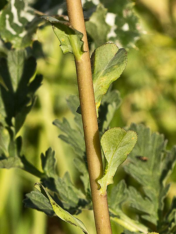 Lecherula (Euphorbia helioscopia)