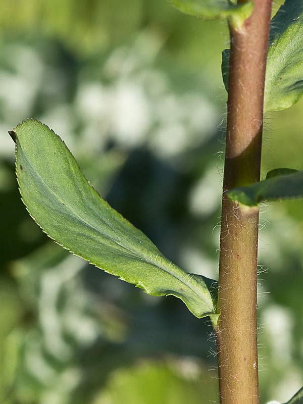 Lecherula (Euphorbia helioscopia)