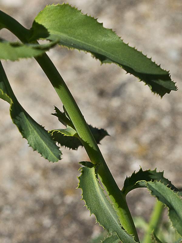 Lechetrezna (Euphorbia serrata)