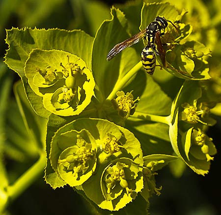 Lechetrezna (Euphorbia serrata)