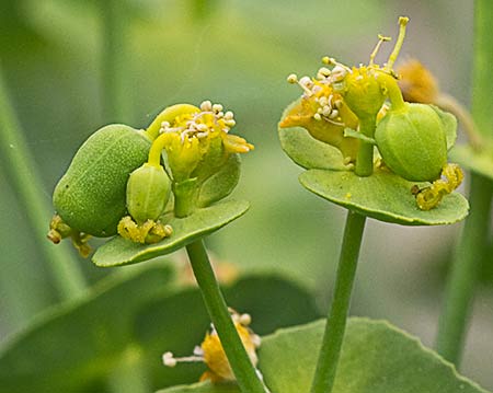 Euphorbia serrata, Lechetrezna