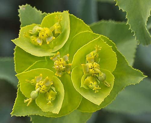 Euphorbia serrata, Lechetrezna