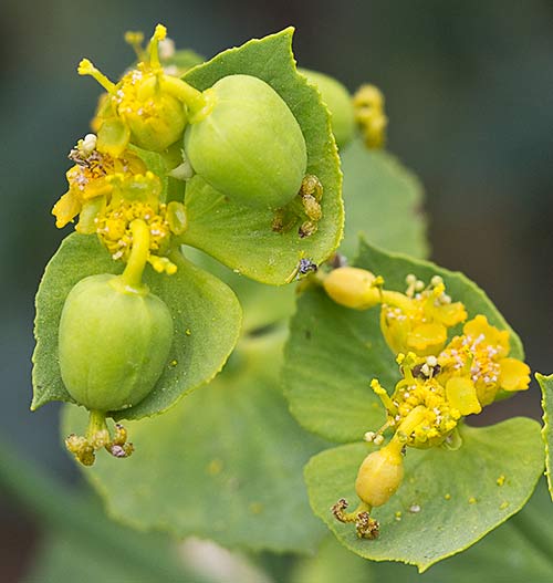 Euphorbia serrata, Lechetrezna
