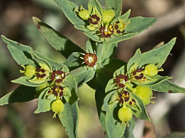 Lechetrezna romeral (Euphorbia exigua)
