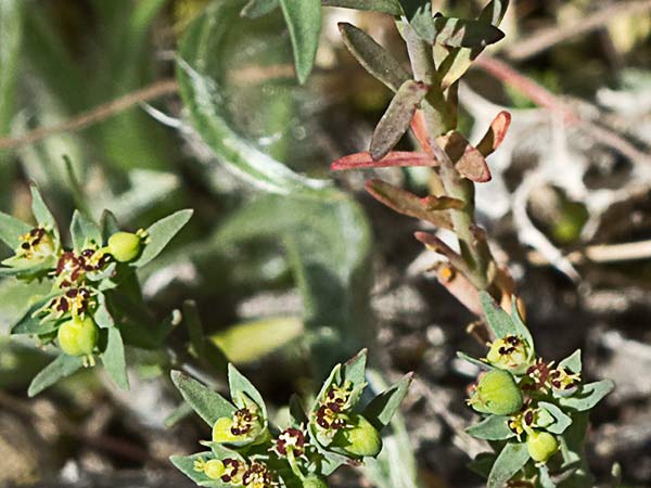 Lechetrezna romeral (Euphorbia exigua)