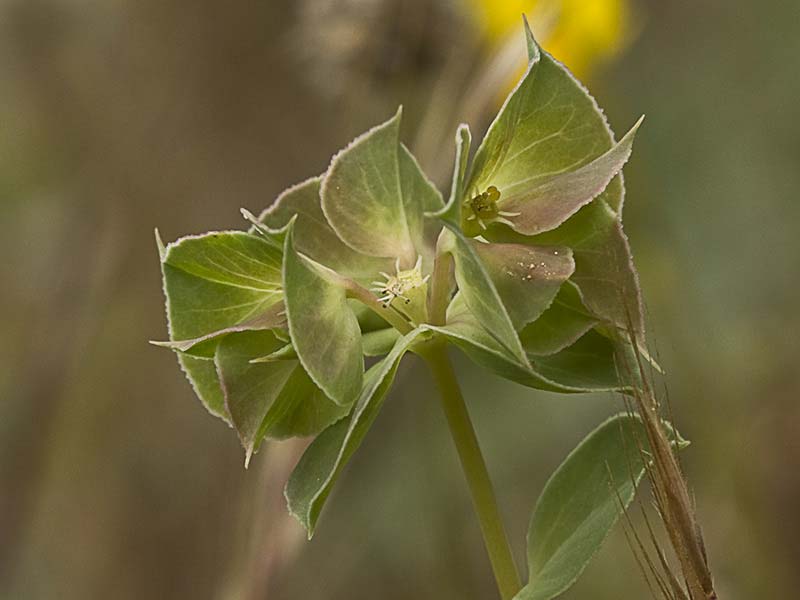 Lechetrezna tonta (Euphorbia falcata)