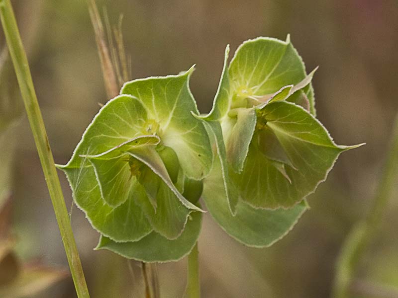 Lechetrezna tonta (Euphorbia falcata)