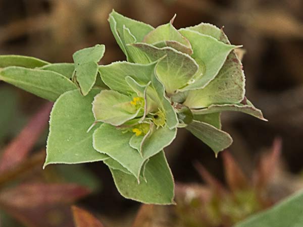 Lechetrezna tonta (Euphorbia falcata)