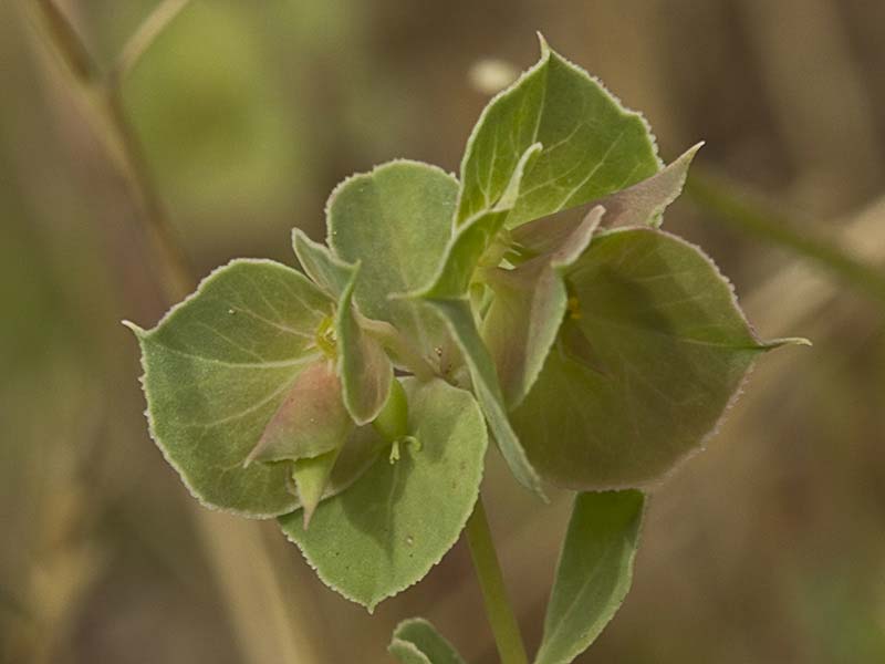Lechetrezna tonta (Euphorbia falcata)