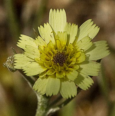 Flor de la Chicoria loca (Tolpis umbellata) 