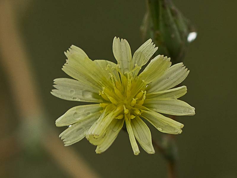 Flor de la Lechuguilla (Lactuca serriola)