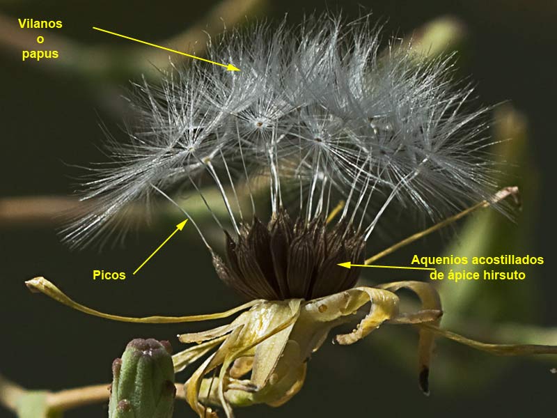Vilano de la lechuguilla (Lactuca serriola)