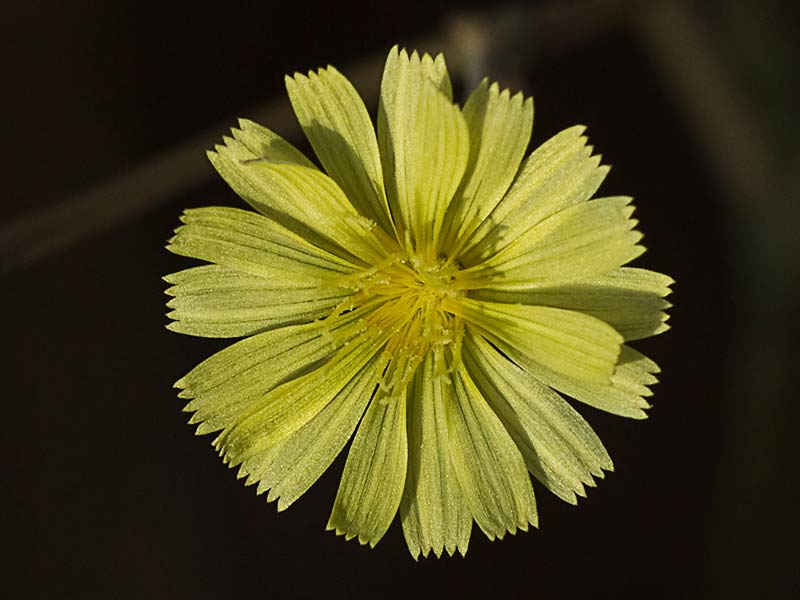 Flor de la Lechuguilla (Lactuca serriola)