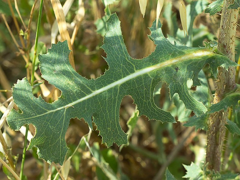 Tallo y hojas pinnatífidas de la Lechuguilla (Lactuca serriola)
