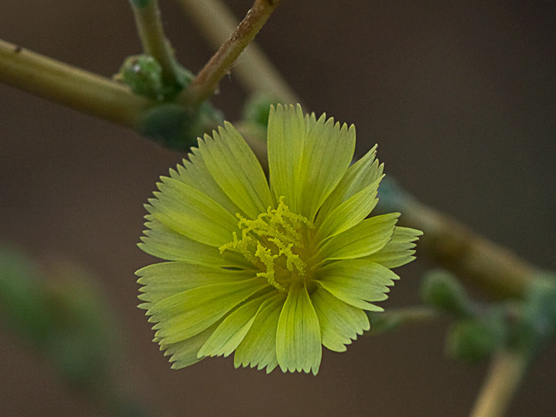 Flor de la Lechuguilla (Lactuca serriola)