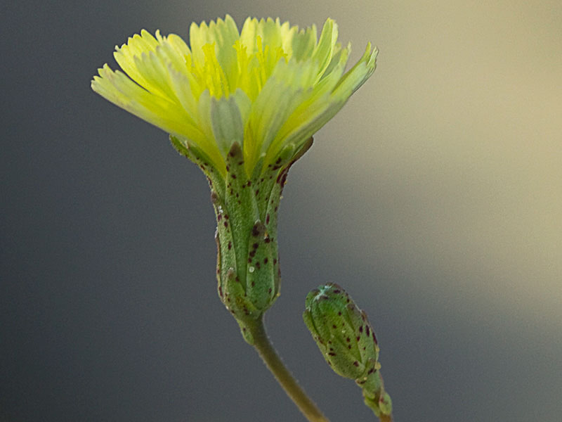 Flor de la Lechuguilla (Lactuca serriola)