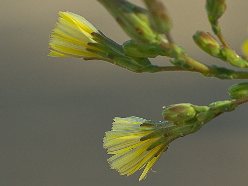 Flor de la Lechuguilla (Lactuca serriola)