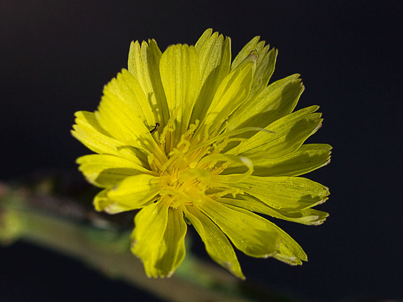 Flor de la Lechuguilla (Lactuca serriola)