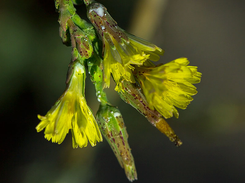 Capítulos de la Lechuguilla (Lactuca serriola)